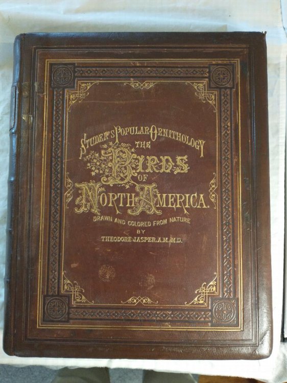 Image for STUDERS POPULAR ORNITHOLOGY THE BIRDS OF NORTH AMERICA STUDERS POPULAR ORNITHOLOGY THE BIRDS OF NORTH AMERICA